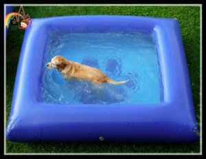 inflatable-dog-pool-outdoor-pets-swimming-water
